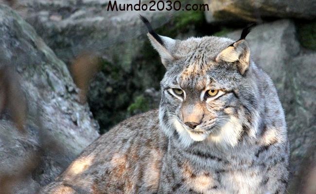 Lynx, un gato salvaje muy secreto