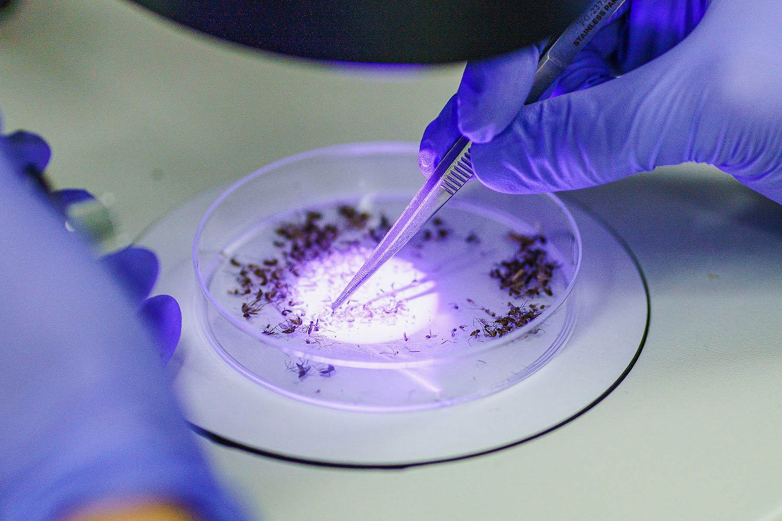 Un hombre con guantes de látex azules atrapa mosquitos en una placa de Petri con pinzas de metal