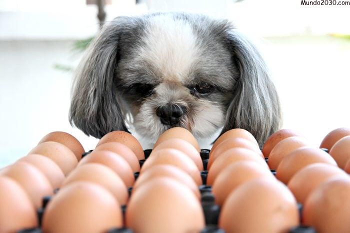 El perro mirando el huevo.