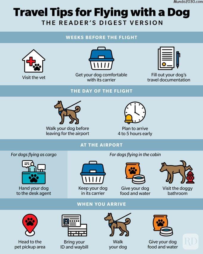 Infografía de consejos de viaje para volar con un perro