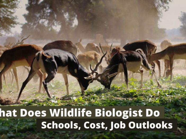 ¿Qué hace un biólogo de vida silvestre?