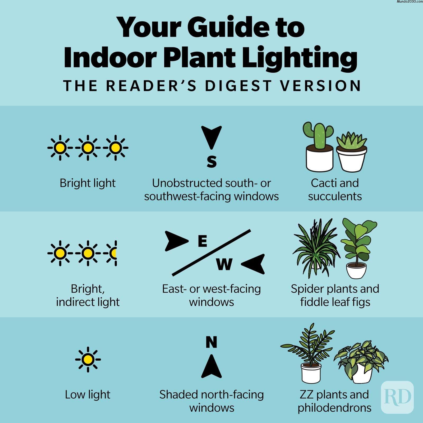Infografía de iluminación de plantas de interior