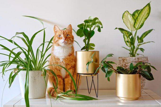 Gato jengibre sentado cerca de un conjunto de plantas de interior en macetas verdes