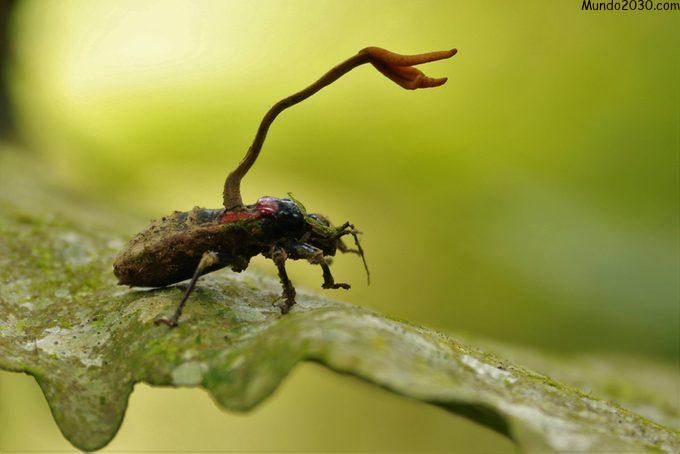 Hongo Cordyceps en un insecto
