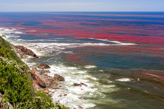 Floración de algas nocivas hace que la marea roja sea visible desde el mirador de la roca