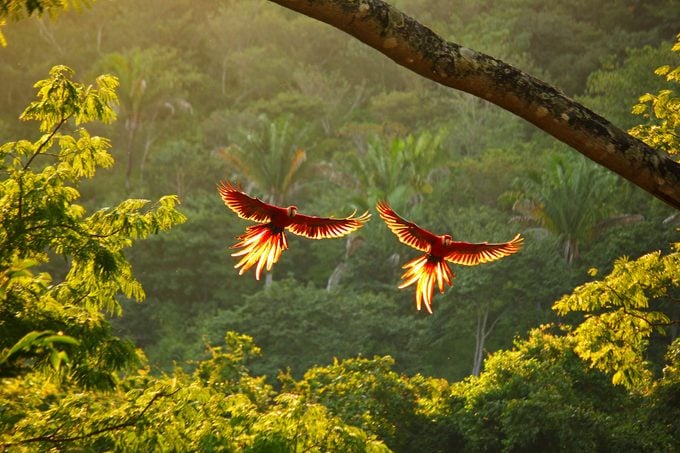 Guacamayas rojas en vuelo
