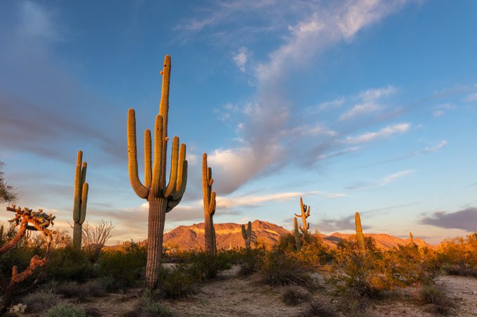 Cacto Saguaro Y Paisaje Desértico Al Atardecer En Phoenix, Arizona
