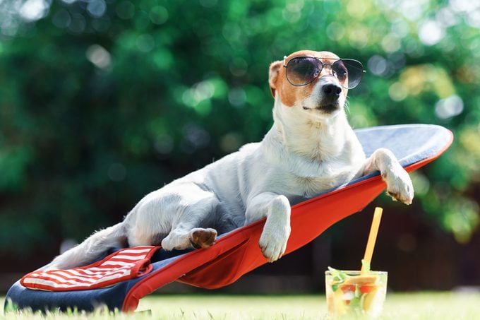 El perro Jack Russel Terrier yace en una tumbona con gafas de sol en un día soleado