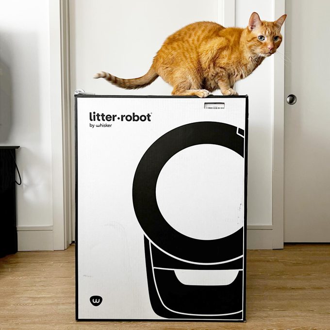 gato en caja de arena robot 4