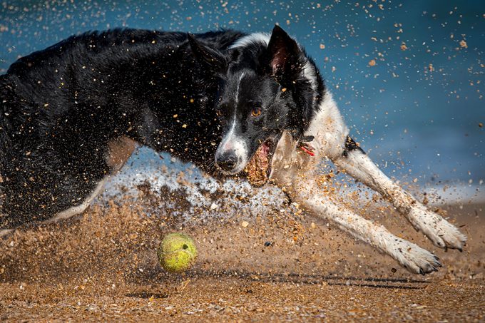Un Border Collie blanco y negro persigue una pelota de tenis con la boca abierta en una playa de arena