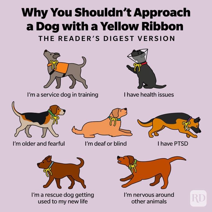 Por qué no deberías acercarte a un perro con una infografía de cinta amarilla