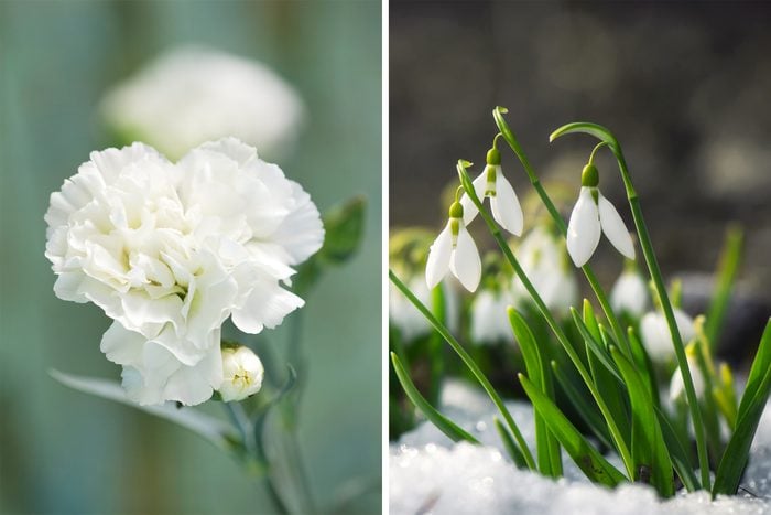 carnations and snow drop flowers